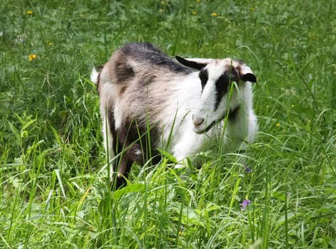 Goat common. Cloven-hoofed ruminants. Cloven-hoofed ruminants.