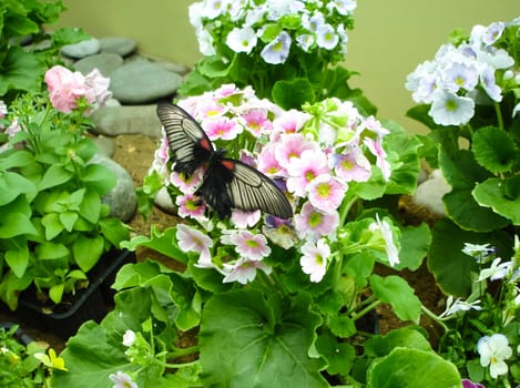 Butterfly on a flower. The insects in the terrarium.