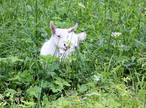 Goat common. Cloven-hoofed ruminants. Goat common. Cloven-hoofed ruminants.