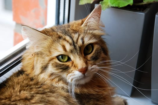 Cats, the lovely a fluffy a pets.