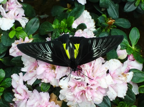 Butterfly on a flower. The insects in the terrarium.