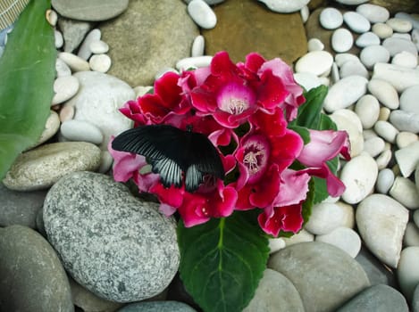 Butterfly on a flower. The insects in the terrarium.