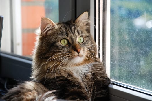 Cats, the lovely a fluffy a pets.