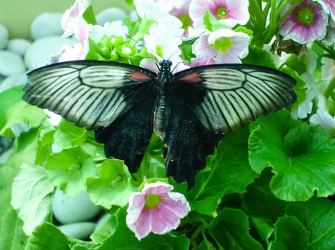 Butterfly on a flower. The insects in the terrarium.