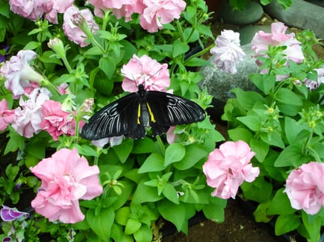 Butterfly on a flower. The insects in the terrarium.