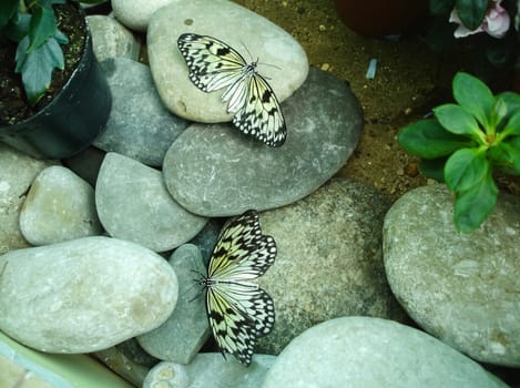Butterfly on a flower. The insects in the terrarium.