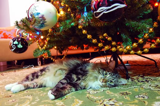 Cats, the lovely a fluffy a pets.