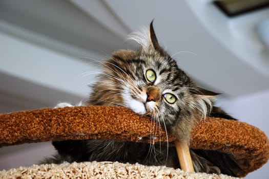 Cats, the lovely a fluffy a pets.