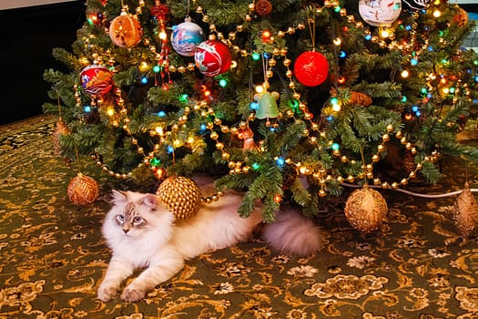 Cats, the lovely a fluffy a pets.