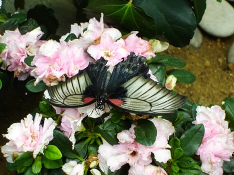 Butterfly on a flower. The insects in the terrarium.