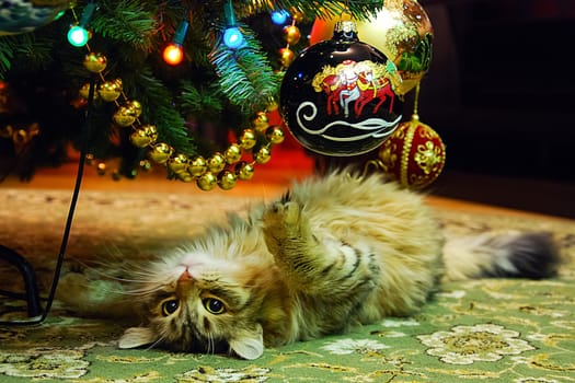 Cats, the lovely a fluffy a pets.