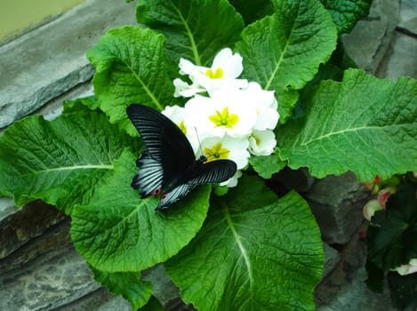 Butterfly on a flower. The insects in the terrarium.