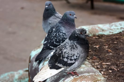 Common blue-gray doves in the city. Bird, who lives next to the man.