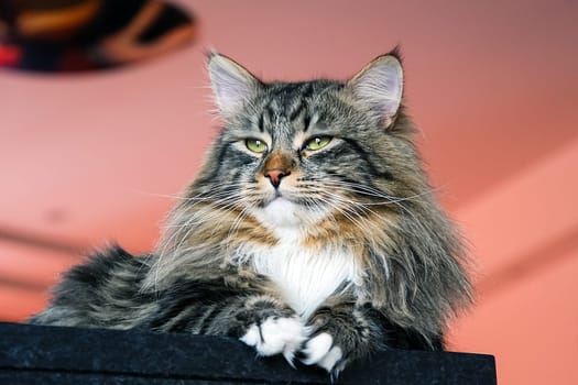 Cats, the lovely a fluffy a pets.