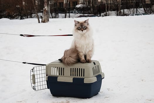 Cats, the lovely a fluffy a pets.
