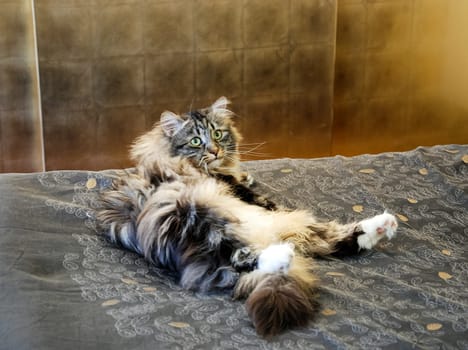 a Cats, lovely fluffy a pets. kitten