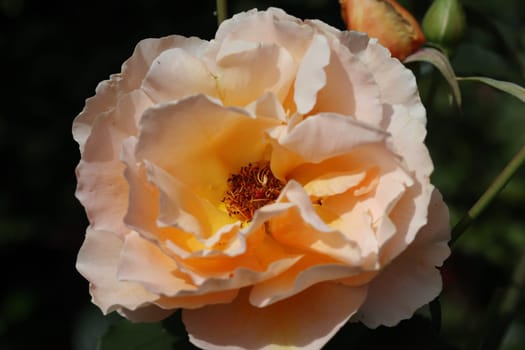 A rose is a woody perennial flowering plant of the genus Rosa, in the family Rosaceae, or the flower it bears