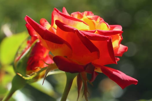 A rose is a woody perennial flowering plant of the genus Rosa, in the family Rosaceae, or the flower it bears