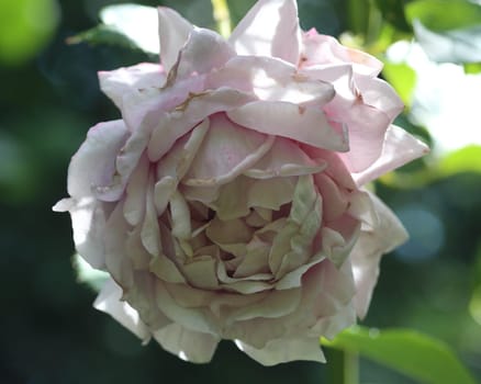 A rose is a woody perennial flowering plant of the genus Rosa, in the family Rosaceae, or the flower it bears