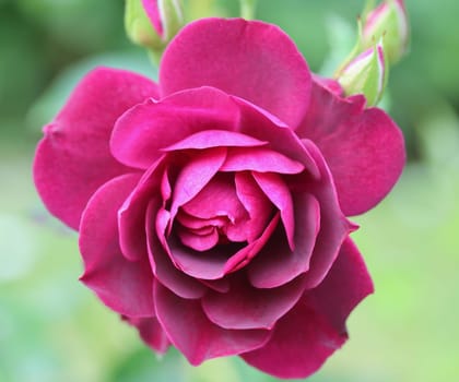 A rose is a woody perennial flowering plant of the genus Rosa, in the family Rosaceae, or the flower it bears