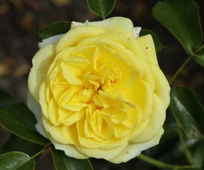 A rose is a woody perennial flowering plant of the genus Rosa, in the family Rosaceae, or the flower it bears