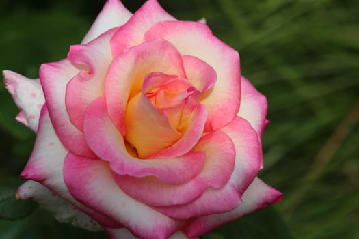 A rose is a woody perennial flowering plant of the genus Rosa, in the family Rosaceae, or the flower it bears