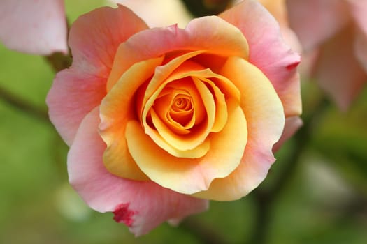 A rose is a woody perennial flowering plant of the genus Rosa, in the family Rosaceae, or the flower it bears