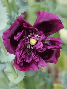 The Turkish poppy is a perennial, herbaceous plant and reaches stature heights up to 100 centimeters