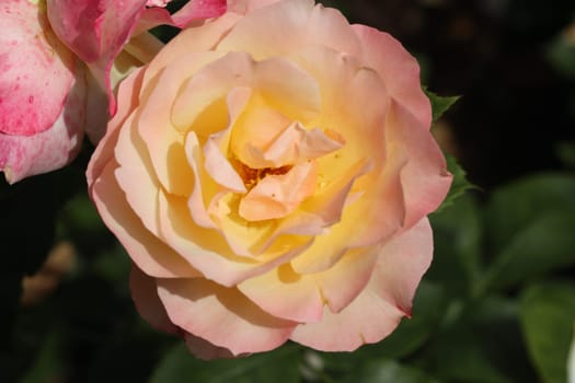 A rose is a woody perennial flowering plant of the genus Rosa, in the family Rosaceae, or the flower it bears