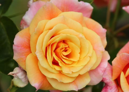 A rose is a woody perennial flowering plant of the genus Rosa, in the family Rosaceae, or the flower it bears