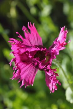 The Turkish poppy is a perennial, herbaceous plant and reaches stature heights up to 100 centimeters