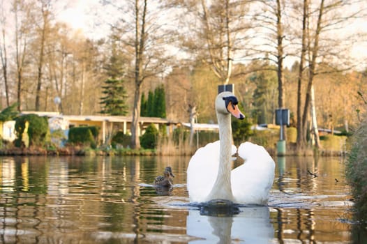 an elegant white swan swims in the water. the wild animal appears majestic. Large bird. Animal photograph in nature