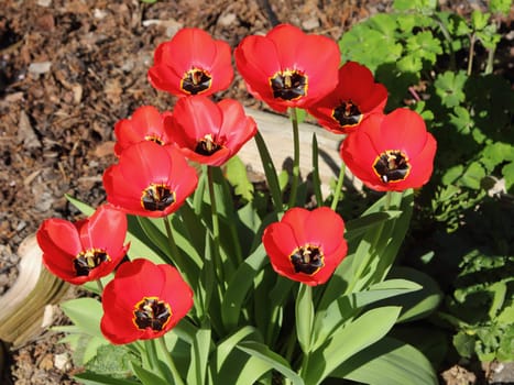 tulips (Tulipa) form a genus of spring-blooming perennial herbaceous bulbiferous geophytes