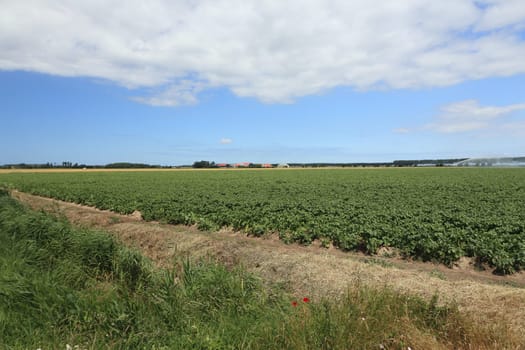 large field of vegetables with blue sky and clouds in the background