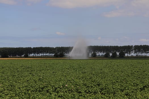 A farmland with green plants and cereals, blue sky in the background
