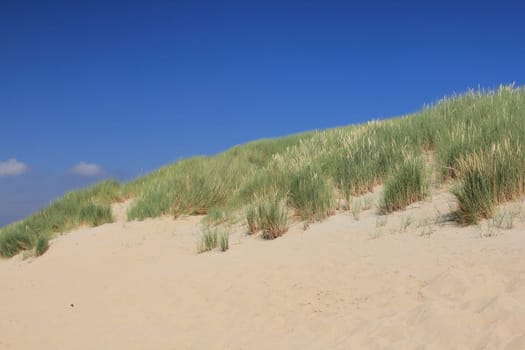 A dune landscape on the North Sea coast in the Netherlands