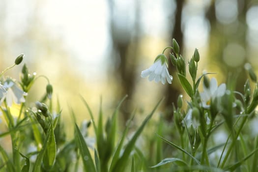 Rabelera - Stellaria holostea blooming in the forest.