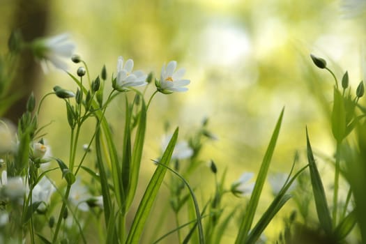 Rabelera - Stellaria holostea blooming in the forest.