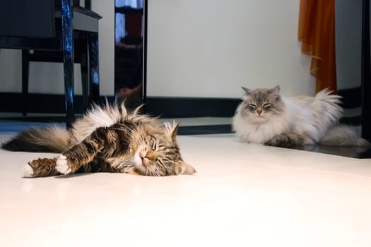Cats, the lovely a fluffy a pets.