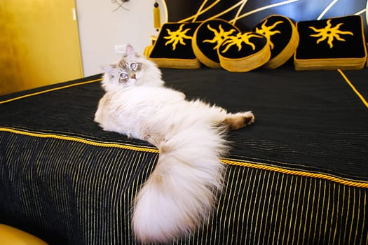 Cats, the lovely a fluffy a pets.