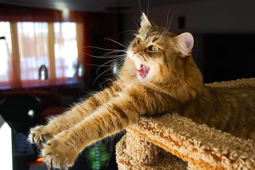 Cats, the lovely a fluffy a pets.