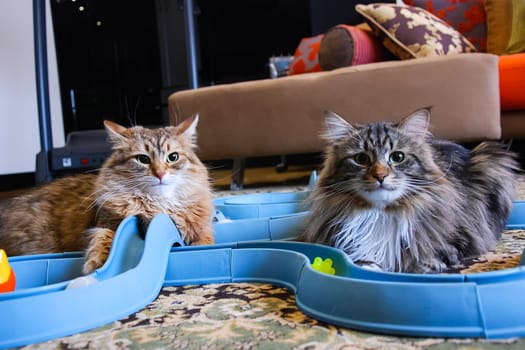 Cats, the lovely a fluffy a pets.