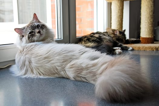 Cats, the lovely a fluffy a pets.