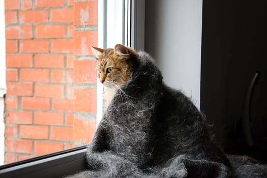Cats, the lovely a fluffy a pets.