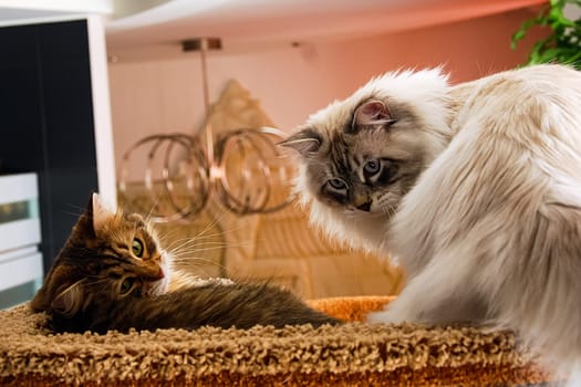 Cats, the lovely a fluffy a pets.