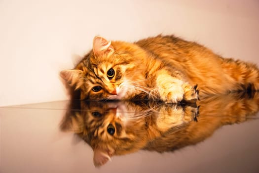 Cats, the lovely a fluffy a pets.