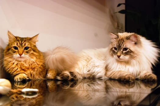 Cats, the lovely a fluffy a pets.