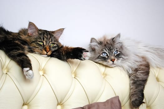 Cats, the lovely a fluffy a pets.
