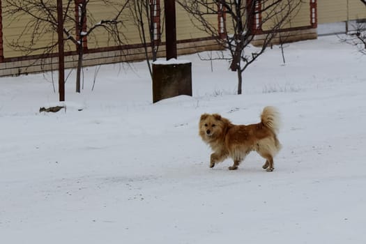Dog, pet of all people. Dog in winter snow. Street dog walking.