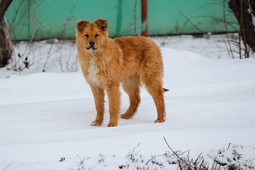 Dog, pet of all people